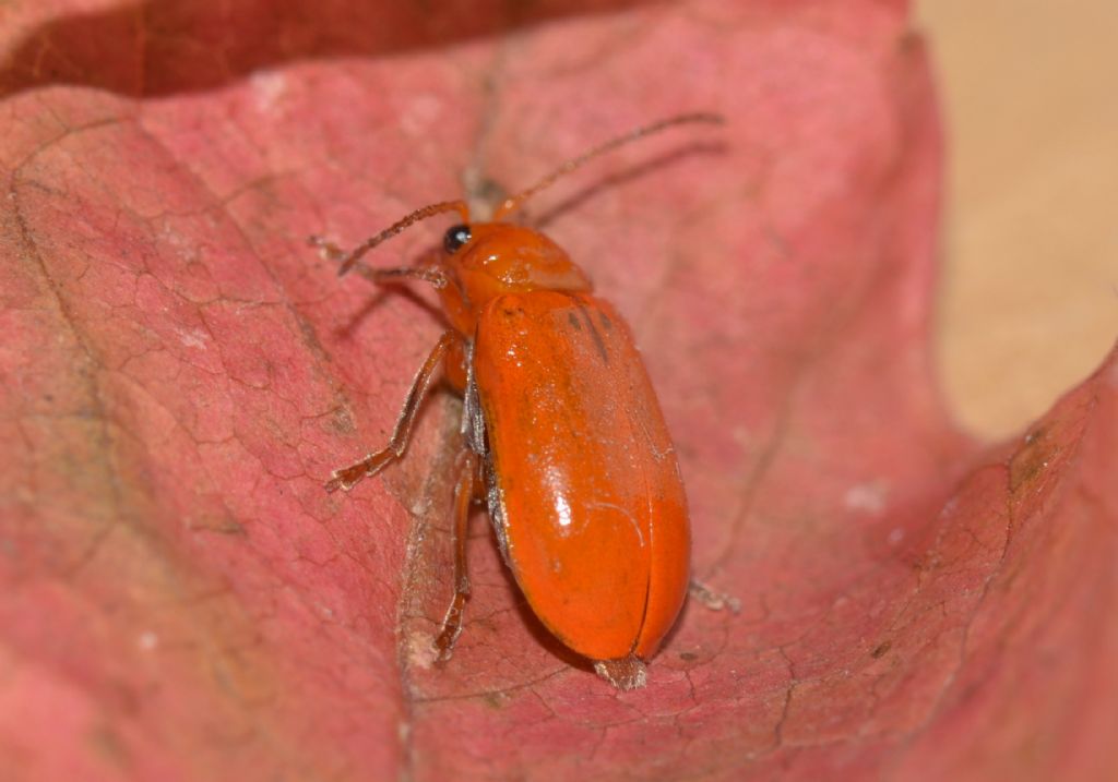 Chrysomelidae: Aulacophora foveicollis